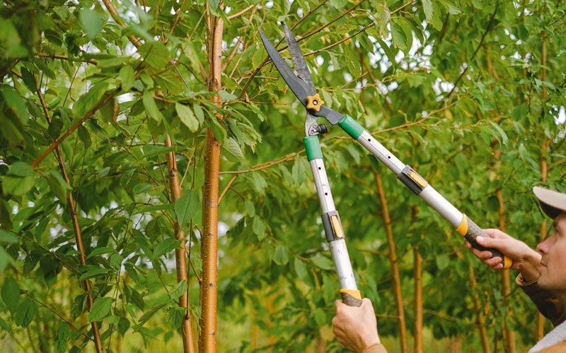 Tree trimming in Willisville, AR